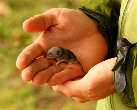 vole baby vole (and more owl pics) | feralzach