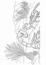 Scorpion Coloring Pages & Books  100% FREE And printable sketch template