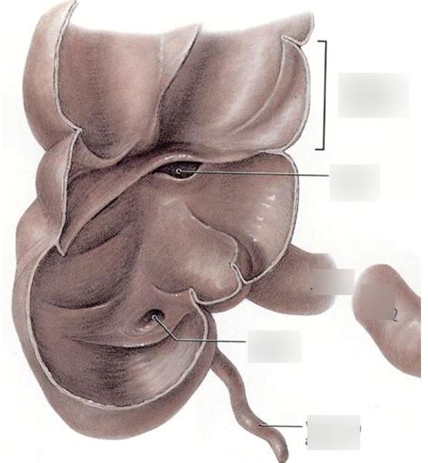 Ileocecal valve Diagram | Quizlet