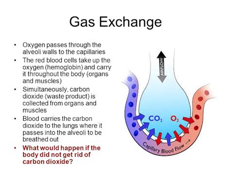 Grade 9: Sem 2 Chapter 11 Gas Exchange in Humans