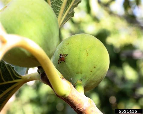 Mediterranean fruit fly, Medfly (Ceratitis capitata)