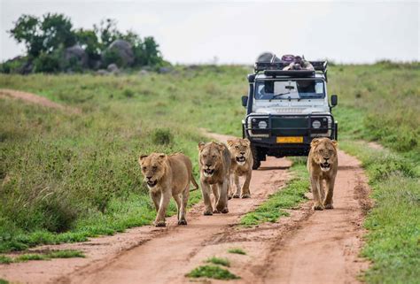 Safari au Kenya : tous nos conseils et infos pour un safari réussi