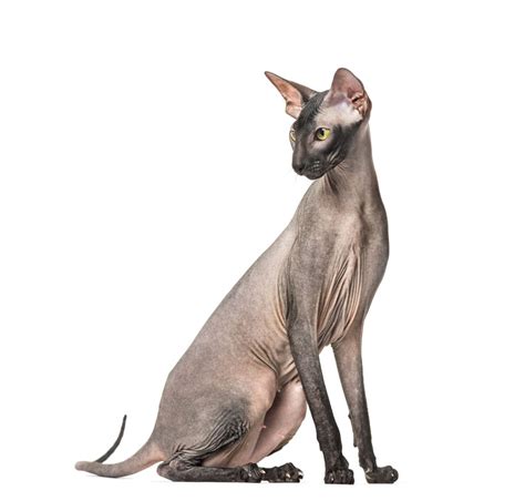 Peterbald Cat | Cat Breed Info And Characteristics