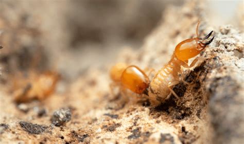 Best Non-Toxic Ways to Eliminate Termites - Best Pest Control