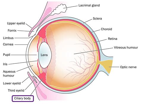 Ciliary Body | Eye Patient