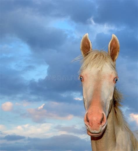 Cremello Akhal-Teke stock photo. Image of farm, fantastic - 6181676