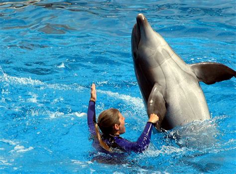 How to become a Dolphin Trainer