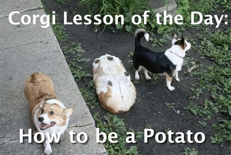 31 Funniest Corgi Jokes: Puns, Memes & More