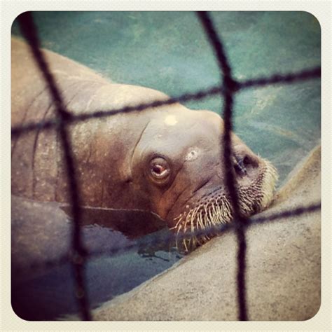 Joan the Walrus, from Point Defiance Zoo in Tacoma WA | Walrus, Point defiance zoo, Tacoma wa