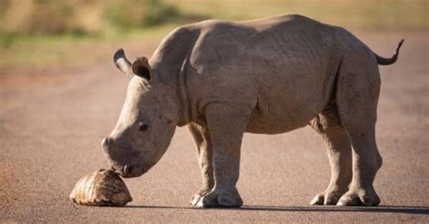 Rhinos Gestation Period: How Long Are Rhinos Pregnant? - A-Z Animals