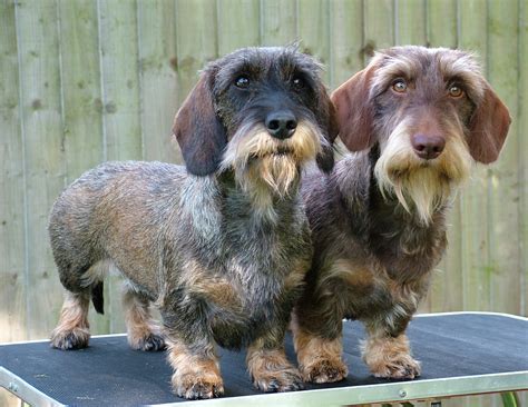 Dachshund (Wirehaired) - Dog Breeders Guide