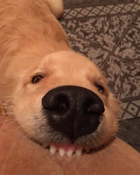 21+ Doggo Funny Dog Meme Face
