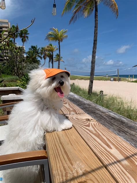 Awesome Pet-Friendly Hotels in Florida - Living A Fairytail