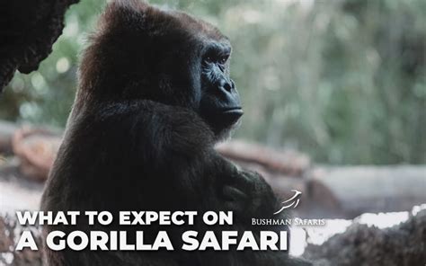 What To Expect On A Gorilla Safari | Bushman Safaris