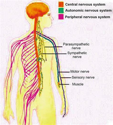 Morvan syndrome causes, symptoms, diagnosis, treatment & prognosis