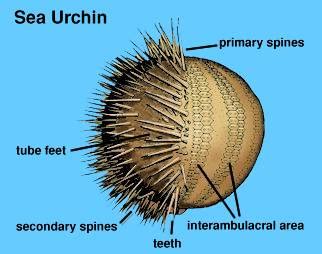 Sea Urchin Test Anatomy