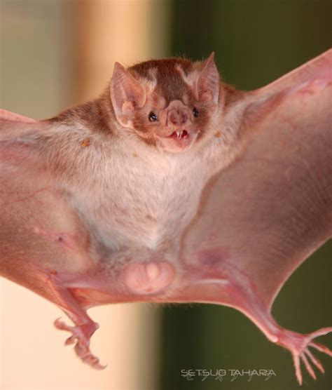 Desmodus rotundus | Desmodus rotundus....morcego da família … | Flickr