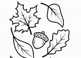 Acorn Coloring Page At GetColoringscom  Free Printable Colorings sketch template