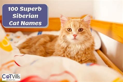 100 Superb Siberian Cat Names for Male & Female Kitties