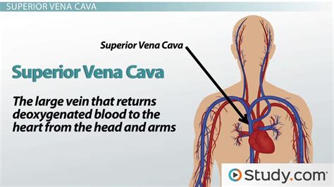 Major Blood Vessels Leading to the Heart: Superior Vena Cava, Inferior Vena Cava & Coronary ...