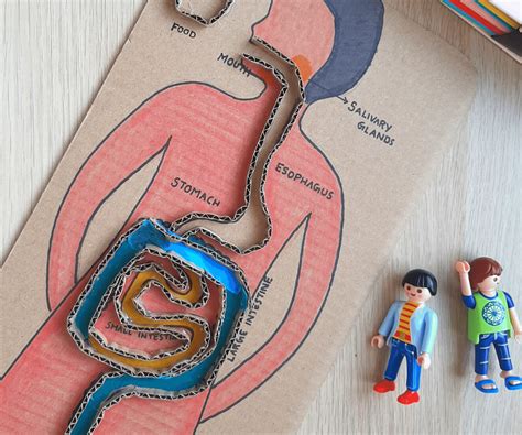 Digestive System Project For Kids