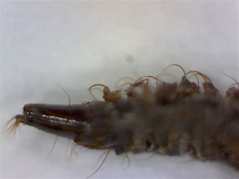 Drain Fly Larvae - Foothill Sierra Pest Control