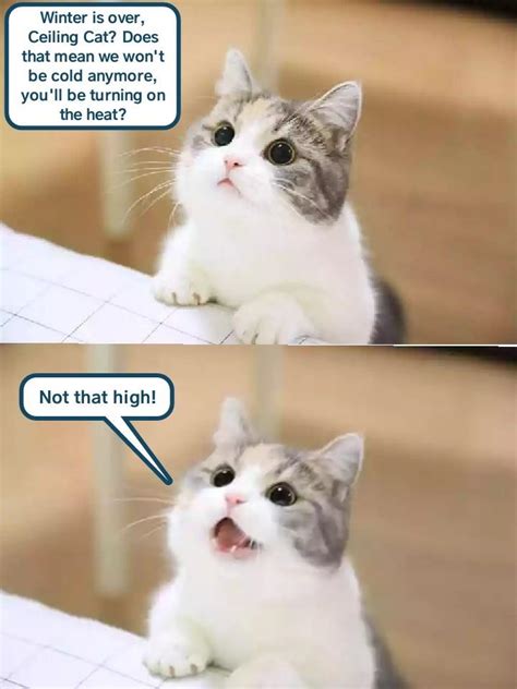 Not that high! - Lolcats - lol | cat memes | funny cats | funny cat ...