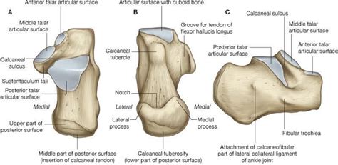 Pin on Musculoskeletal Health