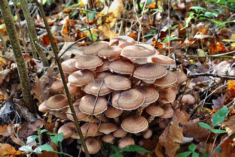 Dealing with Honey Fungus - BBC Gardeners World Magazine