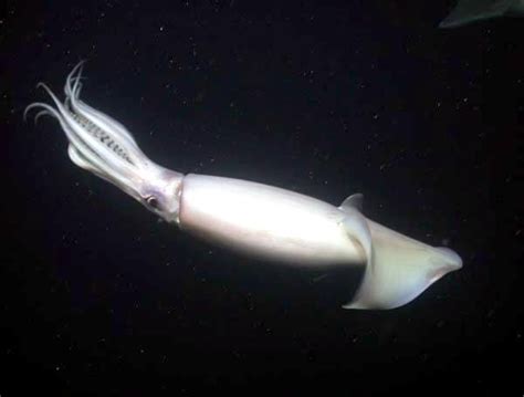 Humboldt Squid – "OCEAN TREASURES" Memorial Library