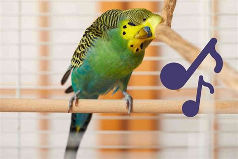 Budgies And Music: Singing, Dancing, DJing, And More Explained ...