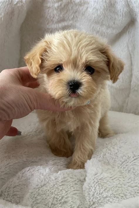 Teacup Maltipoo Full Grown (Size & Age Fully Grown)