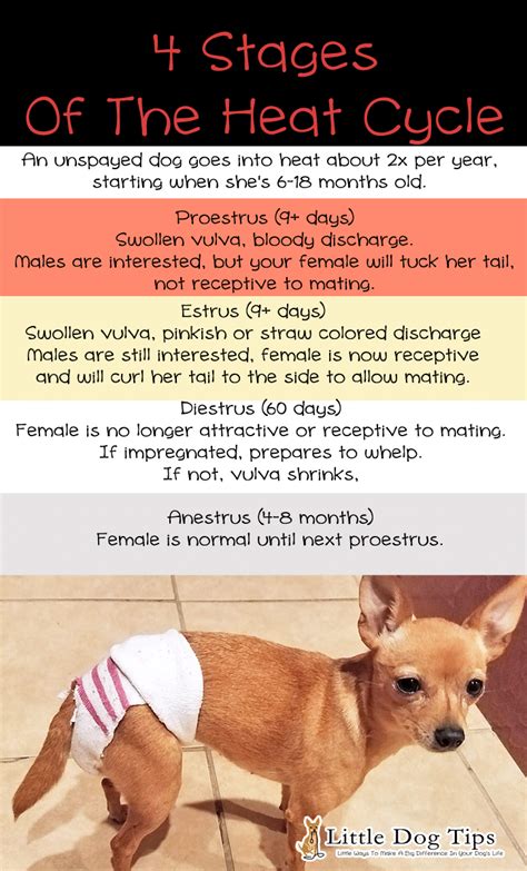 All You Need To Know When Your Dog's In Heat - Little Dog Tips