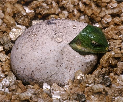 Marine Iguana Eggs