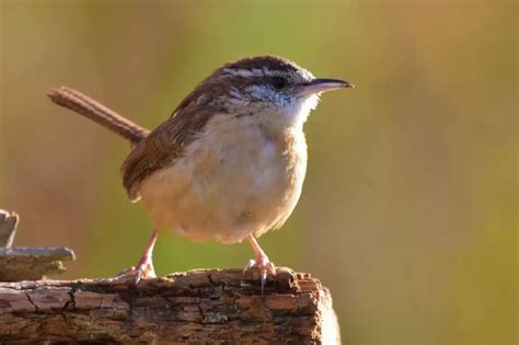 Why Carolina Wrens Sleep In Corner (& What To Do!) - Bird Avid