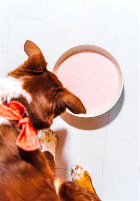 The Benefits of Kefir For Dogs (+ 3 Recipes) | Bone Appetreat