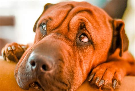 Nearly 75 Percent of Dogs Are Depressed. Here's How to Help Them. - This Dogs Life