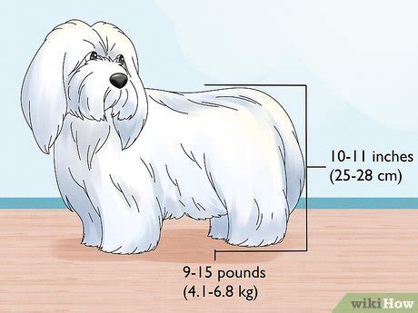 3 Ways to Identify a Coton de Tulear - wikiHow