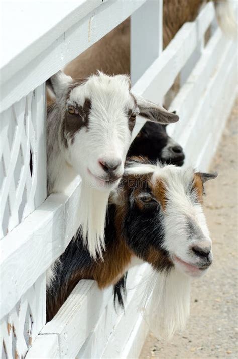 Petting zoo goats stock photo. Image of waiting, facial - 24616336