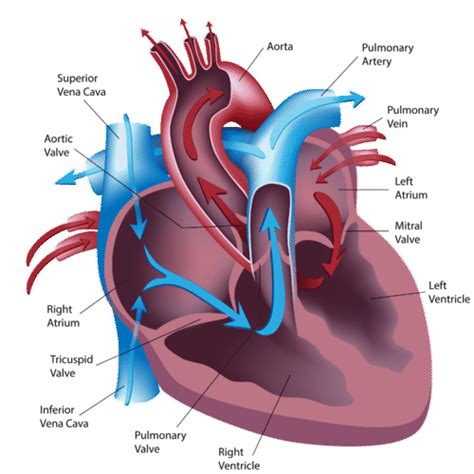 The Circulatory System | CK-12 Foundation