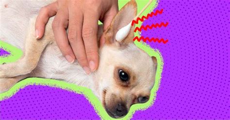 Dog Ear Yeast Infection: Find Out The Common Causes, Symptoms And Most Effective Treatments ...