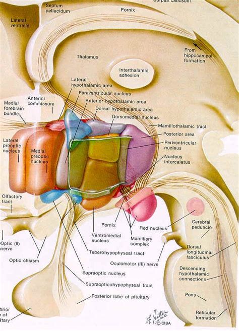 hormones and hypothalamus | Basic anatomy and physiology, Human anatomy ...