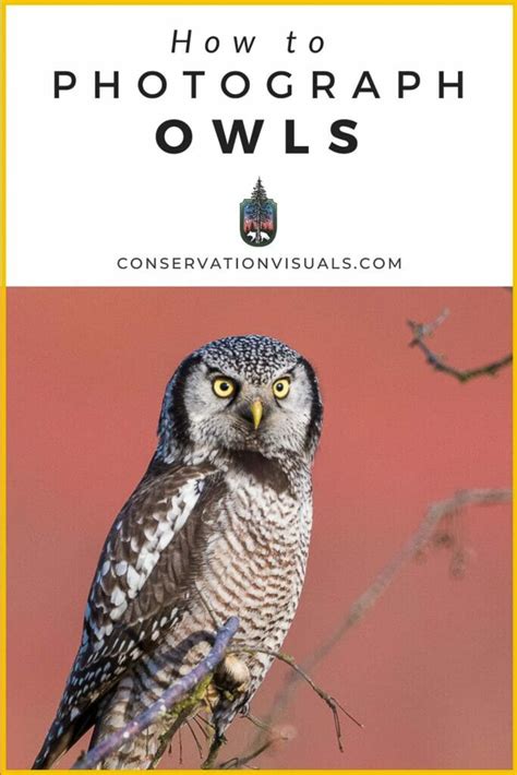 Owl Photography: How To Ethically Create Unique Images