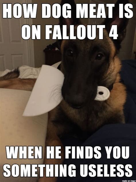 Dogmeat memes! | Fallout Amino