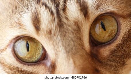 1,079 imágenes de Hazel cat - Imágenes, fotos y vectores de stock | Shutterstock