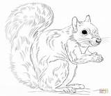 Get This Preschool Squirrel Coloring Pages To Print Nob6i sketch template