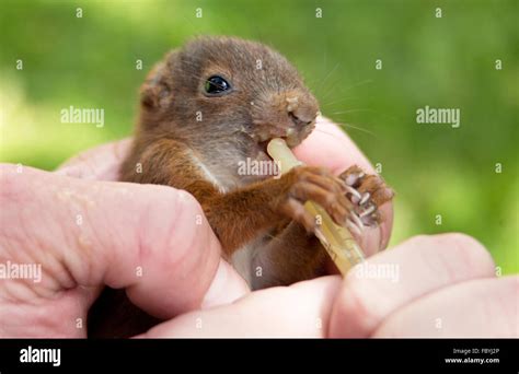 eating squirrel baby 1 Stock Photo - Alamy