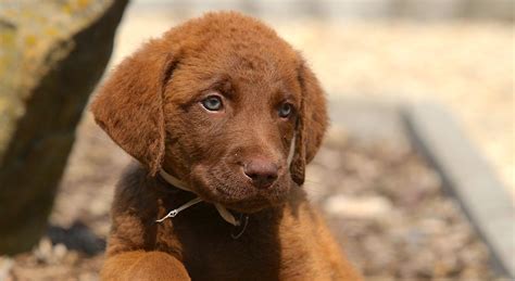 Chesapeake Bay Retriever Golden Retriever Mix