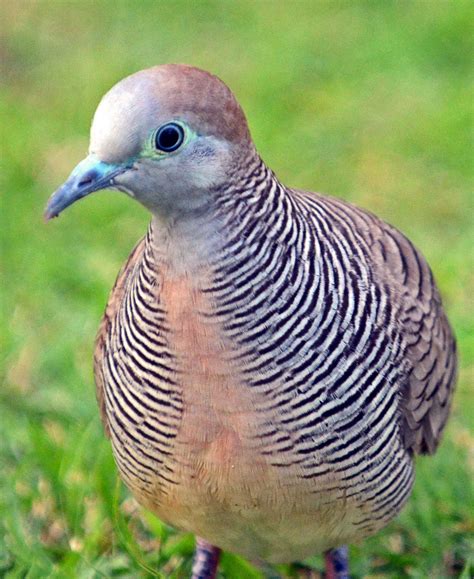 Zebra Doves: Beautiful Ground Doves of South East Asia