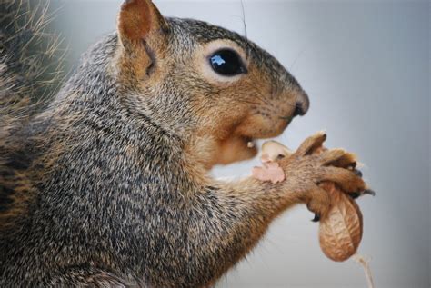 [Daylight Savings Photo Project 2010]: 214 : Squirrel eating peanut